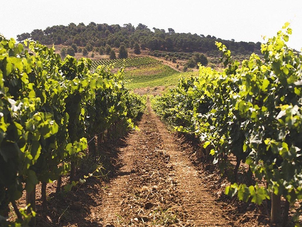 Baglio Caruana Cantina & Relais Montallegro Εξωτερικό φωτογραφία